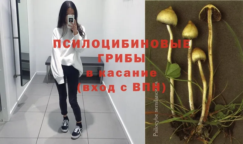 Псилоцибиновые грибы Psilocybe  мега tor  Орлов 